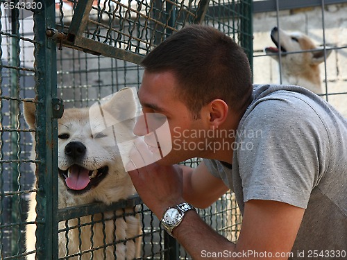 Image of Akita Inu 