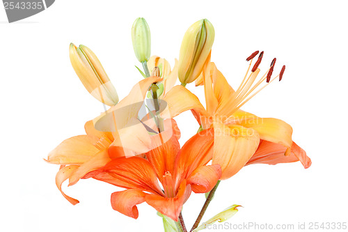 Image of Detail of flowering orange lily