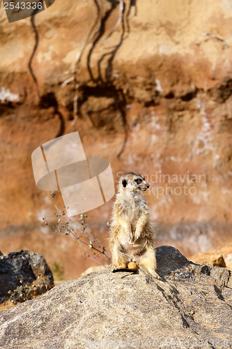 Image of meerkat or suricate