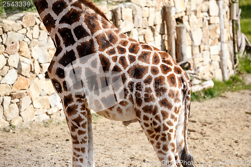 Image of Giraffe Skin Texture 