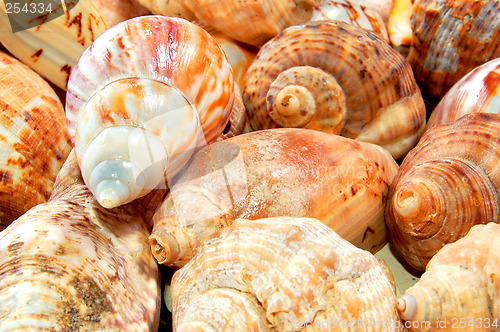 Image of Sea shells