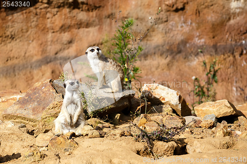 Image of meerkat or suricate