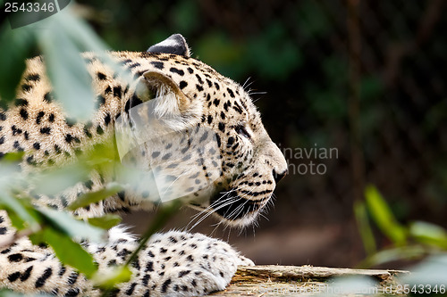 Image of Snow Leopard Irbis (Panthera uncia) looking for prey