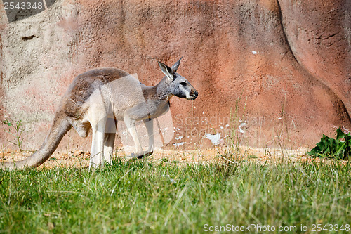 Image of Kangaroo