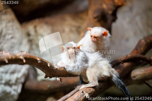 Image of silvery Marmoset on branch