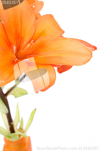 Image of Detail of flowering orange lily