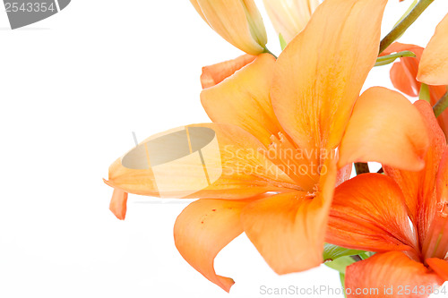 Image of Detail of flowering orange lily