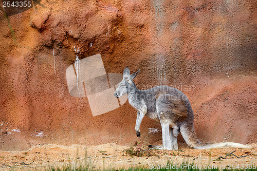 Image of Kangaroo