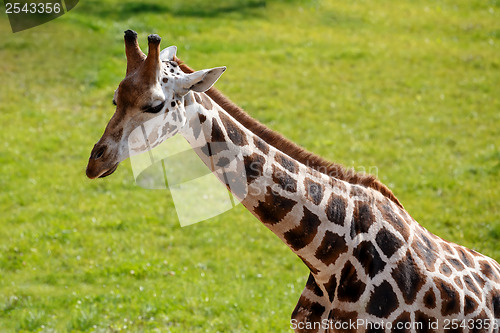Image of Giraffe