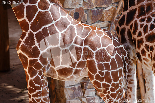 Image of Giraffe Skin Texture 