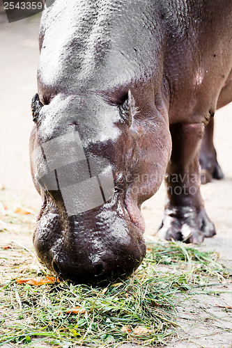 Image of Liberian Hippo (Hexaprotodon liberiensis)