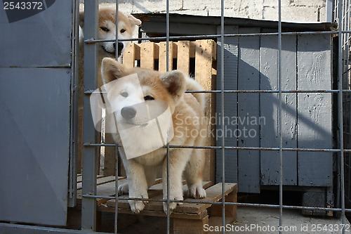 Image of Akita Inu