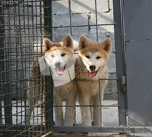 Image of Akita Inu