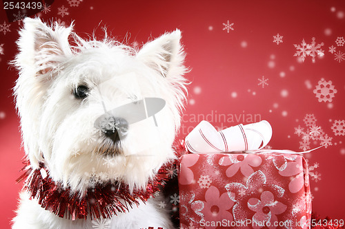 Image of White puppy