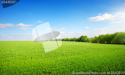 Image of Green glade