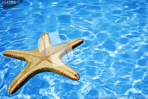 Image of Starfish in Blue Water