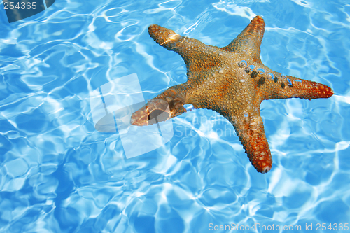 Image of Starfish in Blue Water