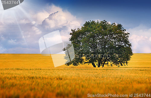 Image of 	A lonely tree on a field