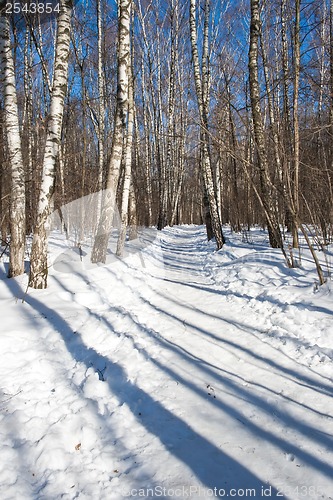 Image of Winter forest