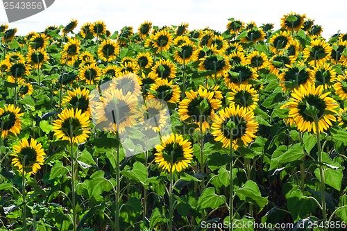 Image of Sunflowers