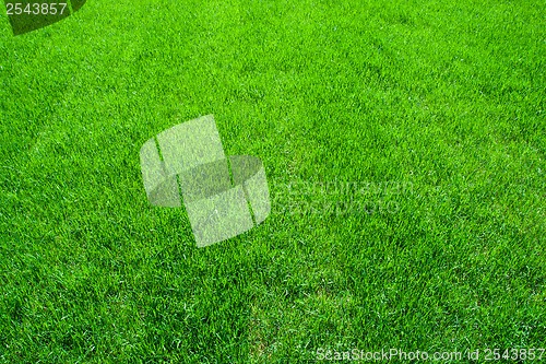 Image of Green grass