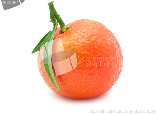 Image of Tangerine