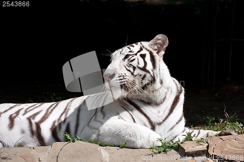 Image of White Tiger