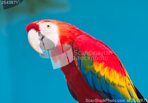 Image of Ara parrot