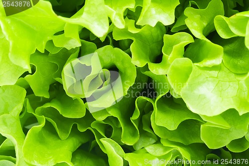 Image of Lettuce