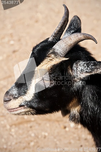 Image of Goat