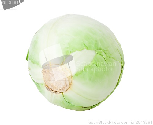 Image of Cabbage