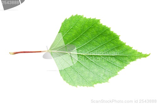 Image of Green leaf