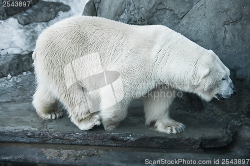 Image of Polar bear