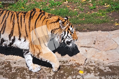 Image of Tiger