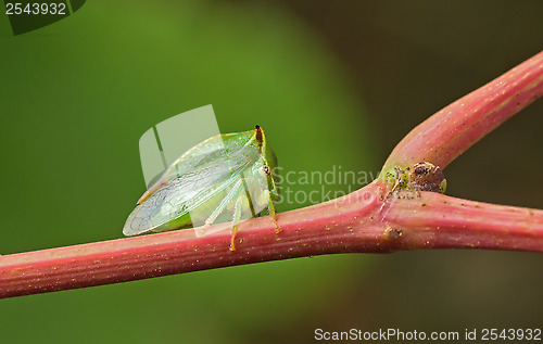 Image of Green beetle.