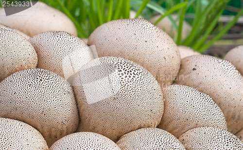 Image of Puffball mushroom.