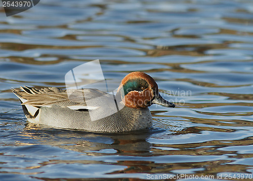 Image of Eurasian Teal