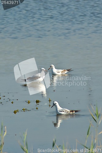 Image of seagulls