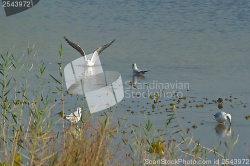 Image of seagulls