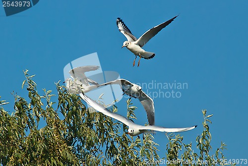 Image of seagulls