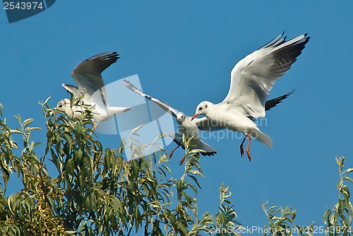 Image of seagulls