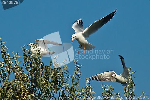 Image of seagulls