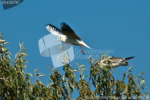 Image of seagulls