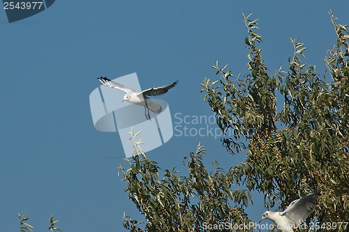 Image of seagulls