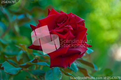 Image of rose