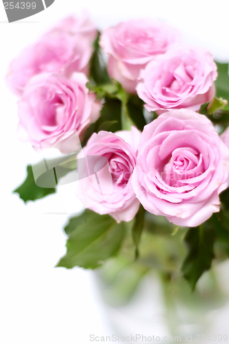 Image of Pink roses