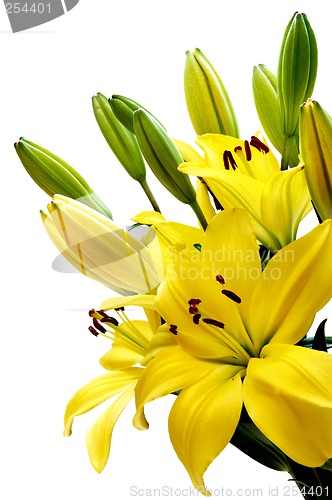 Image of Yellow lily