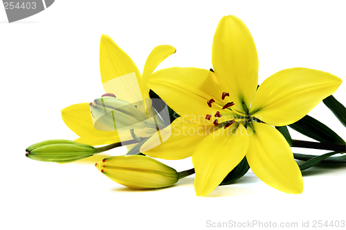 Image of Yellow lily