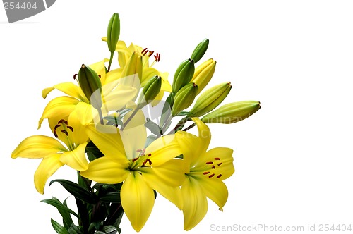 Image of Yellow lily