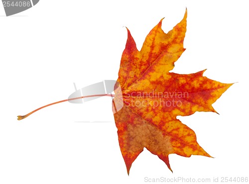 Image of Maple leaf